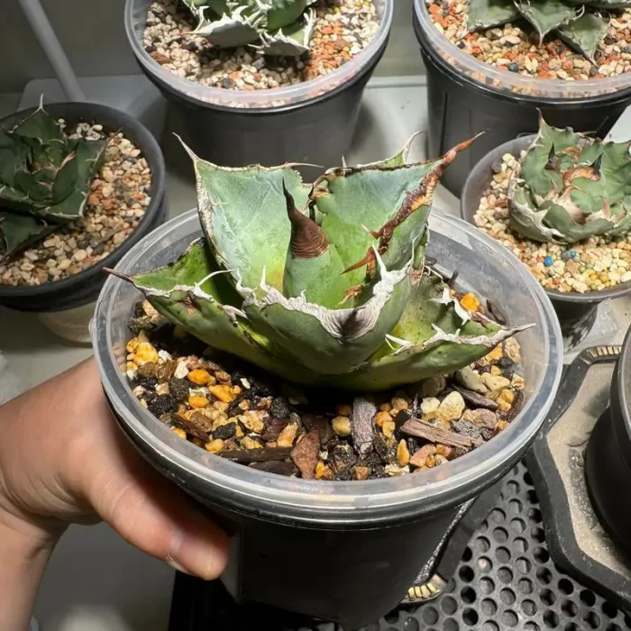 Agave Titanota Black Panther - Image 1