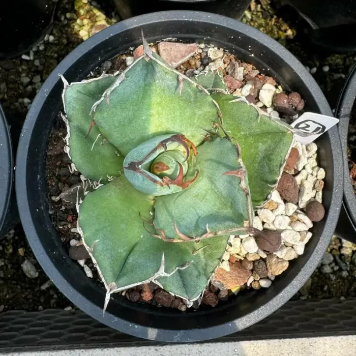 e201-106.webp Agave Titanota Juggernaut - Image 1