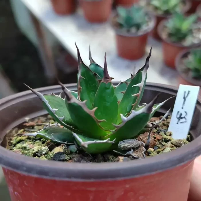 Agave Horrida Dwarf - Image 1