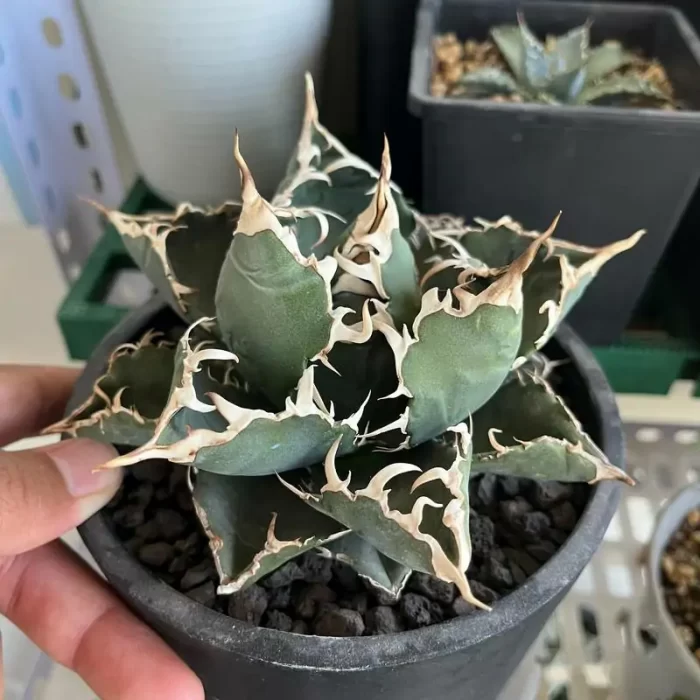 e201-108.webp Agave Titanota White Whale - Image 1