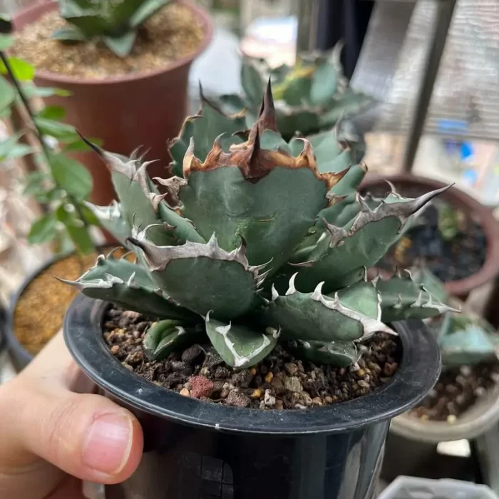 Agave Ji Ren - Image 1