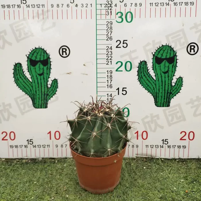 e201-11.webp Cactus-FeroCactus-peninsulae - Image 1