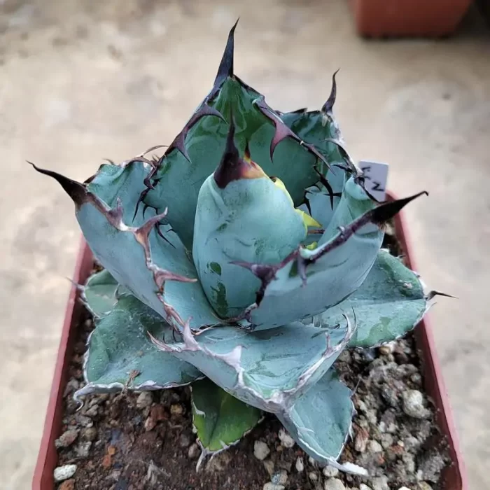 e201-110.webp Agave Titanota Blue Whale - Image 1