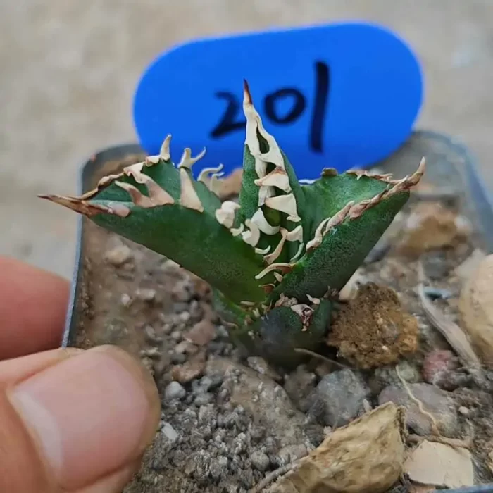 e201-111.webp Agave Red Cat - Image 1