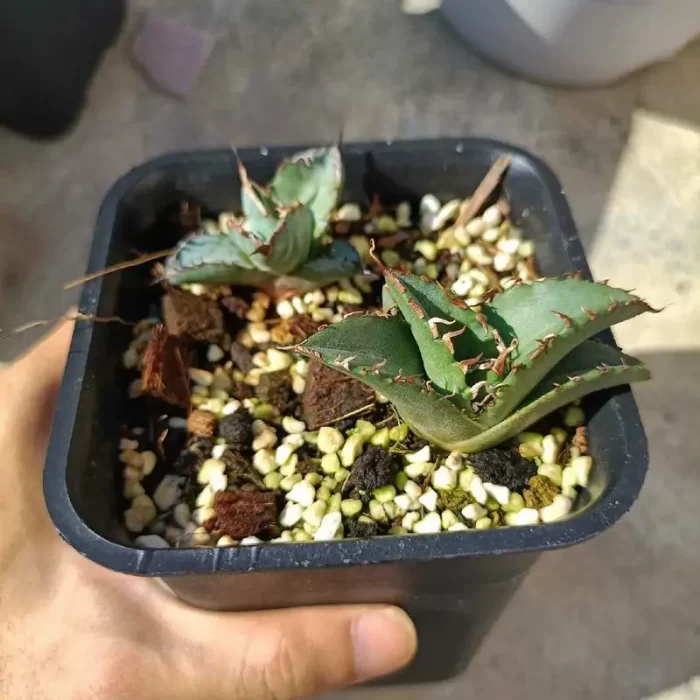 e201-112.webp Agave white whale - Image 1