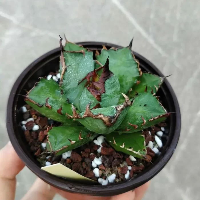 e201-113.webp Agave Jiren (Medium) - Image 1