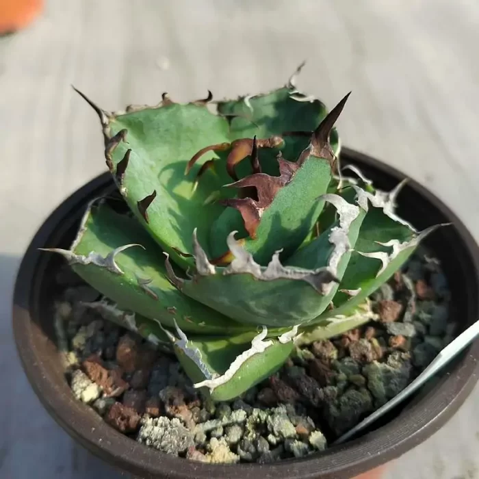 Agave Crab - Image 1