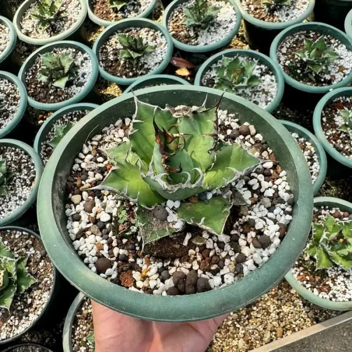 e201-115.webp Agave caesar medium - Image 1