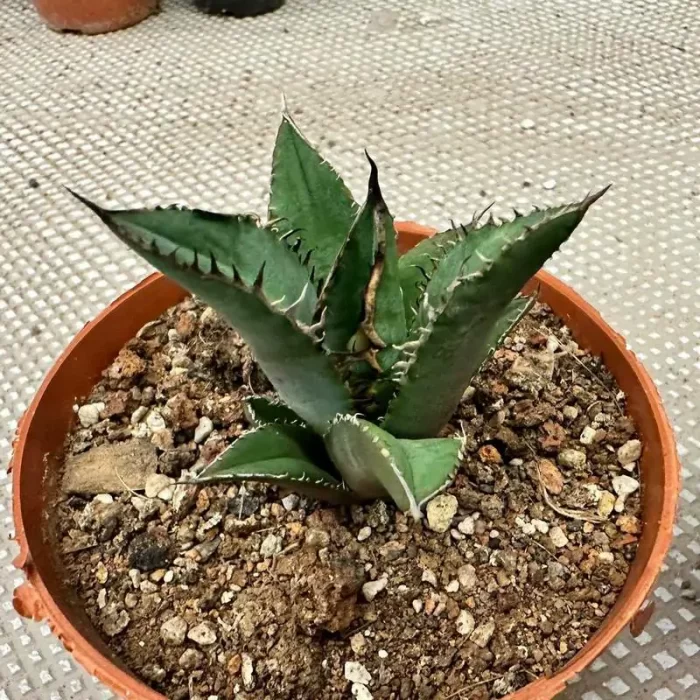 e201-116.webp Agave Black Flame (small) - Image 1