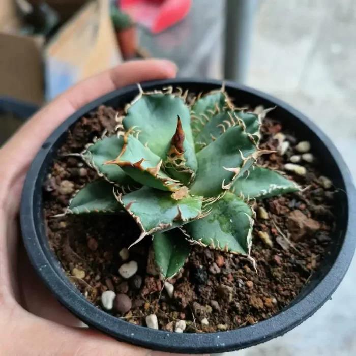 e201-117.webp Agave Lace - Image 1