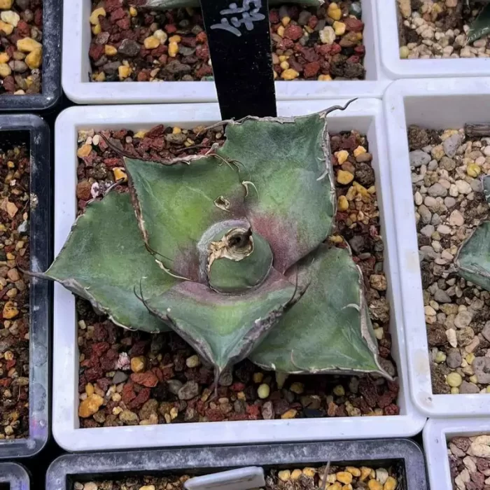 e201-118.webp Agave Black Panther (Diamond) - Image 1