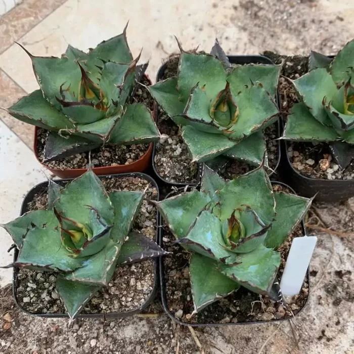 Agave Titanota Hades (Medium) – Chinacacti