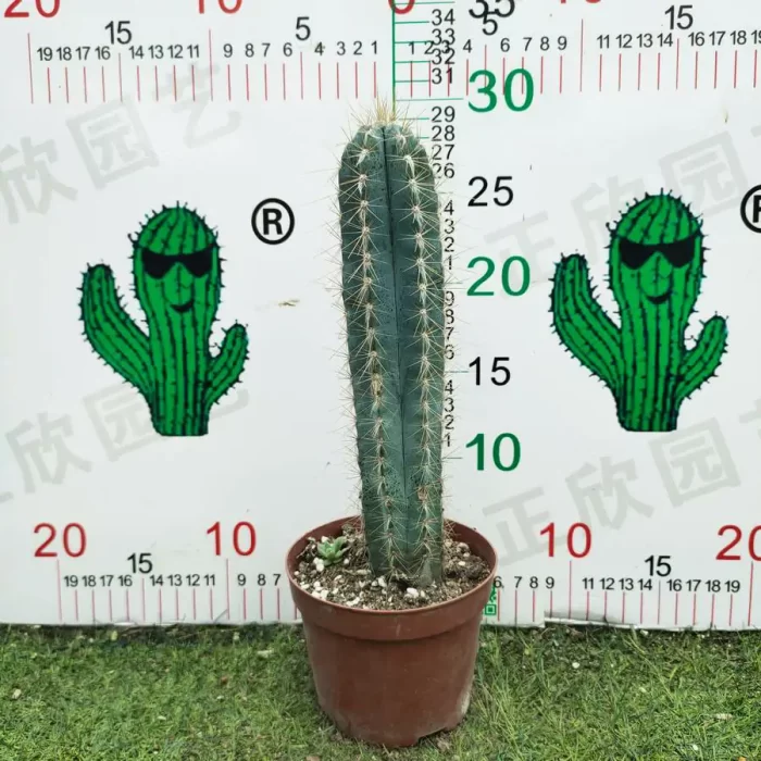 e201-12.webp Cactus-Pilosocereus pachycladus - Image 1