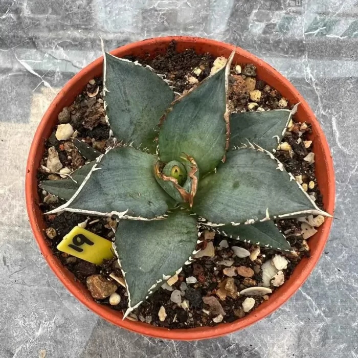 Agave Titanota Neptune (Medium) - Image 1