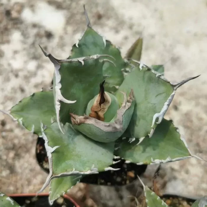 e201-121.webp Agave Titanota Asura - Image 1