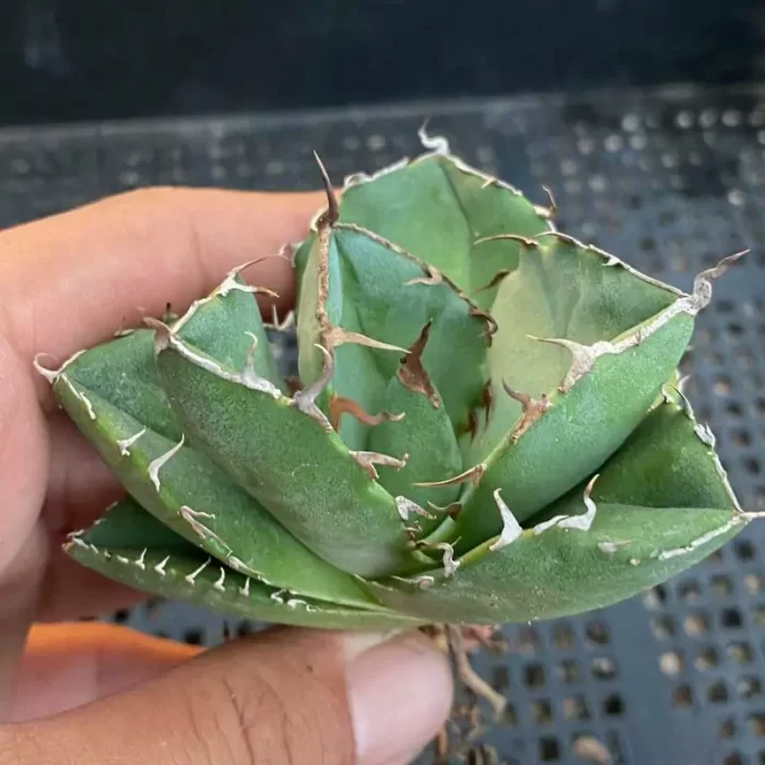 Agave Titanota Juggernaut - Image 1