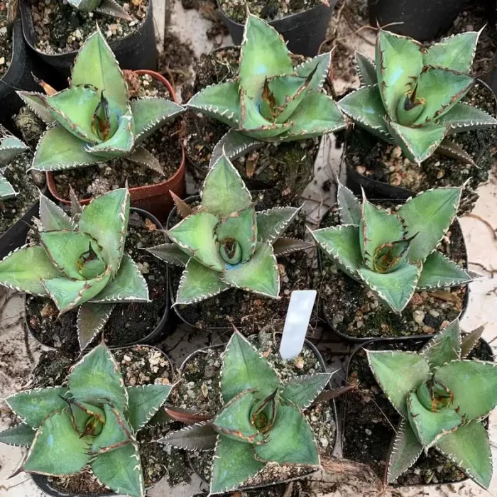 e201-123.webp Agave Titanota Shark - Image 1