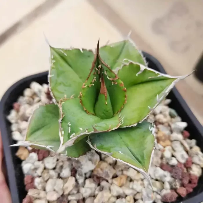 e201-124.webp Agave Titanota Starry Sky - Image 1