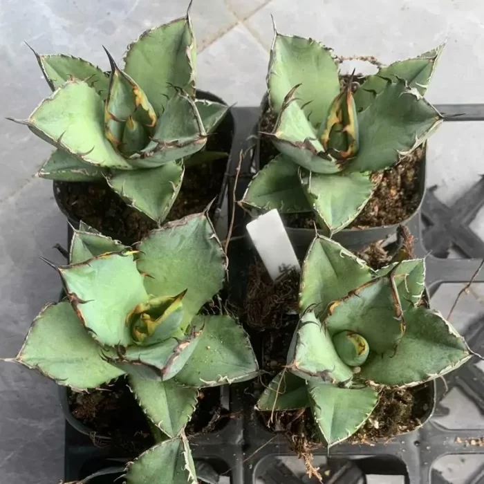 Agave Titanota Berserker - Image 1