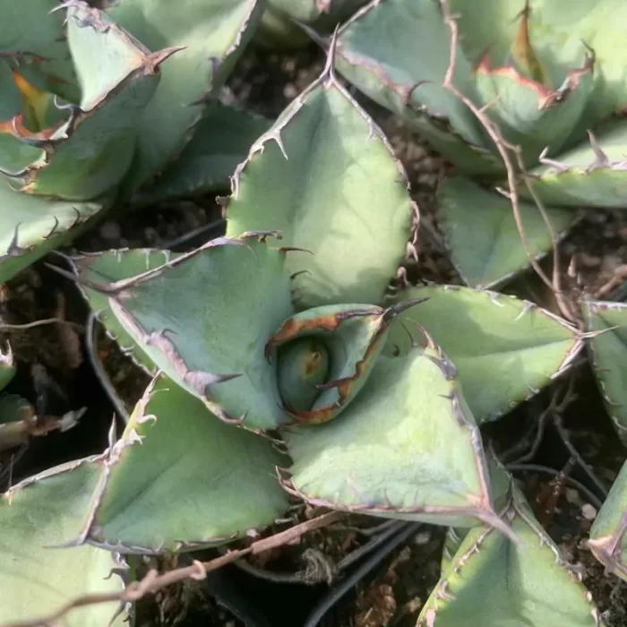e201-126.webp Agave Titanota Snaggle Tooth - Image 1