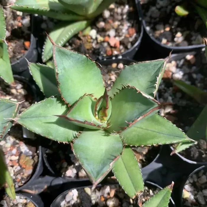 e201-128.webp Agave Titanota Panda - Image 1