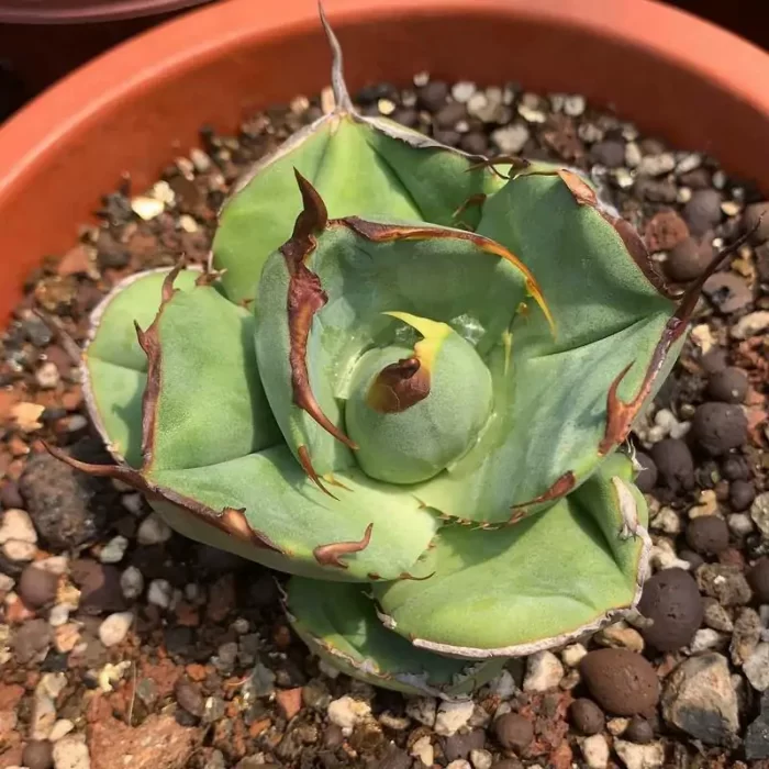Agave Titanota Juggernaut (Large) - Image 1