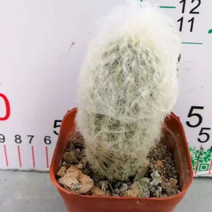 e201-13.webp Cactus-Espostoa lanata(Kunth) Britton & Rose - Image 1