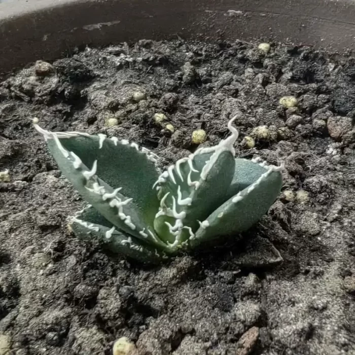 e201-130.webp Agave Titanota SAD (Medium) - Image 1