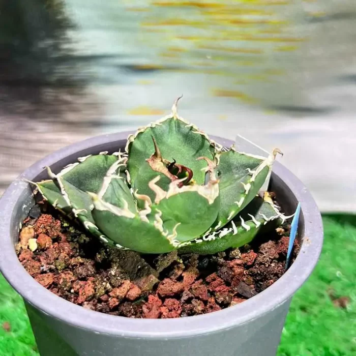 e201-131.webp Agave Titanota SAD (Large) - Image 1