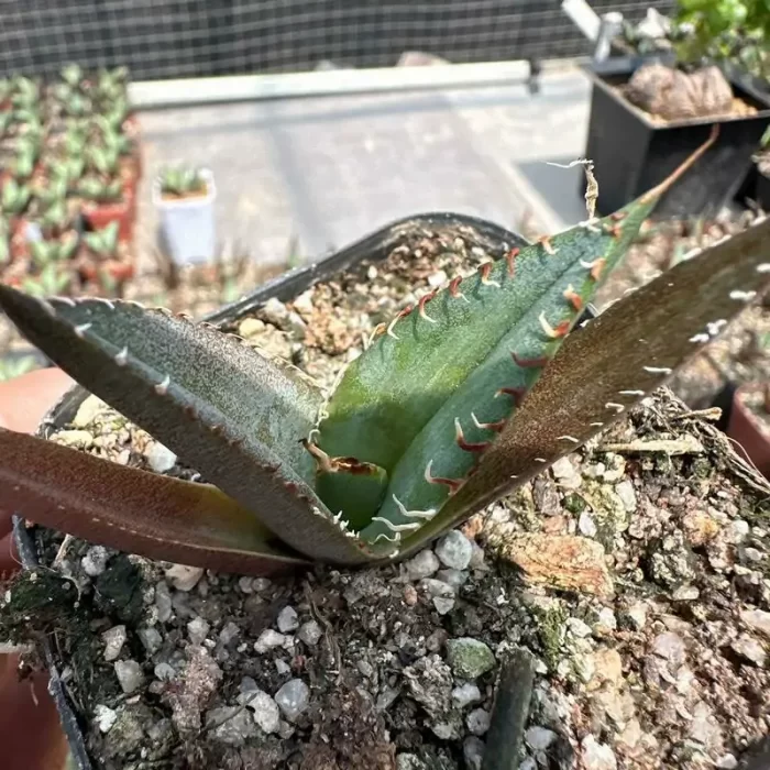 e201-132.webp Agave Titanota Venom - Image 1