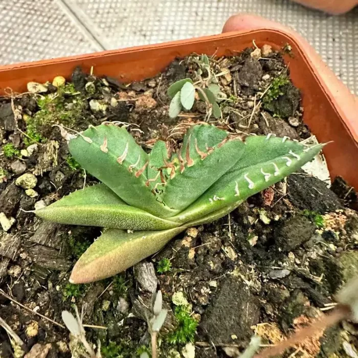 e201-133.webp Agave Titanota Mamaru - Image 1