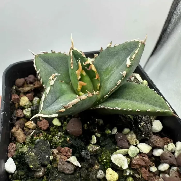 e201-134.webp Agave Titanota “Werewolf” - Image 1