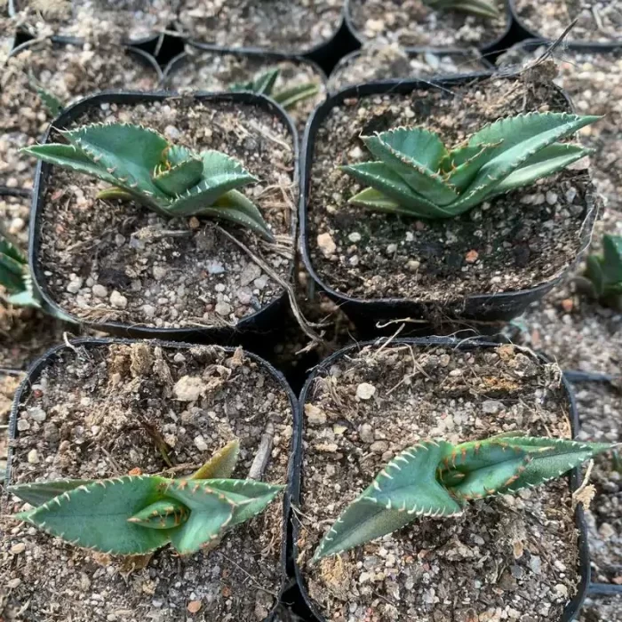 Agave White flame - Image 1