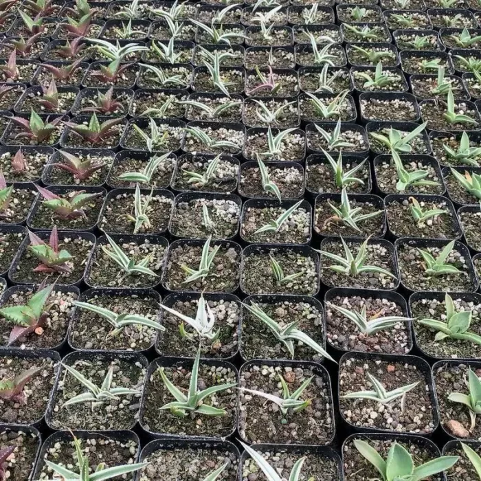 e201-136.webp Agave iceberg - Image 1