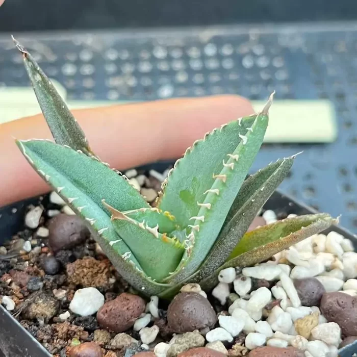 e201-138.webp Agave Green Ghost - Image 1