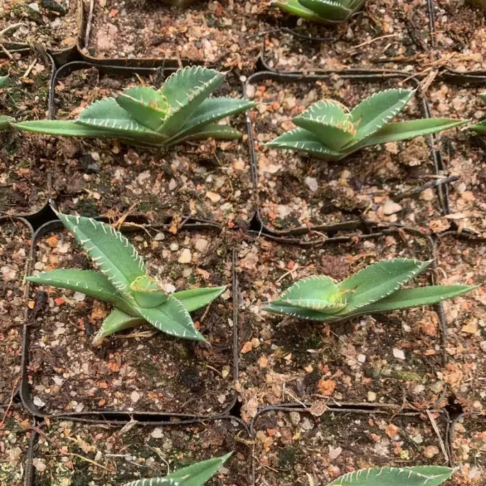 e201-139.webp Agave starchaser - Image 1