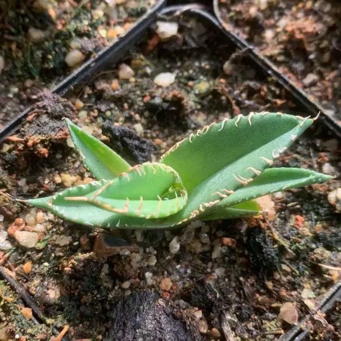 e201-140.webp Agave White thorn - Image 1