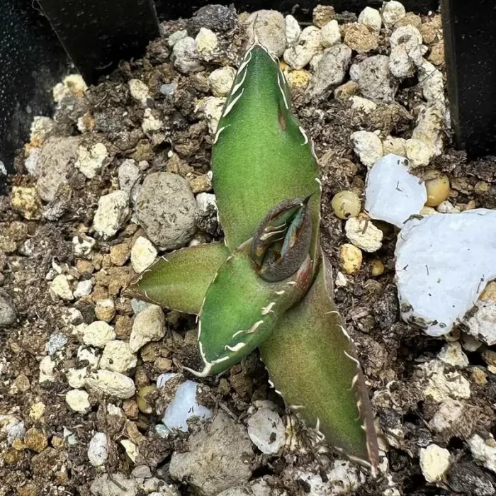 e201-141.webp Agave White rhinoceros - Image 1