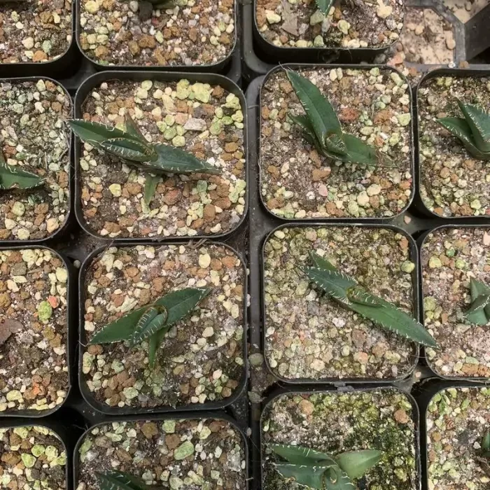 e201-142.webp Agave medusae - Image 1