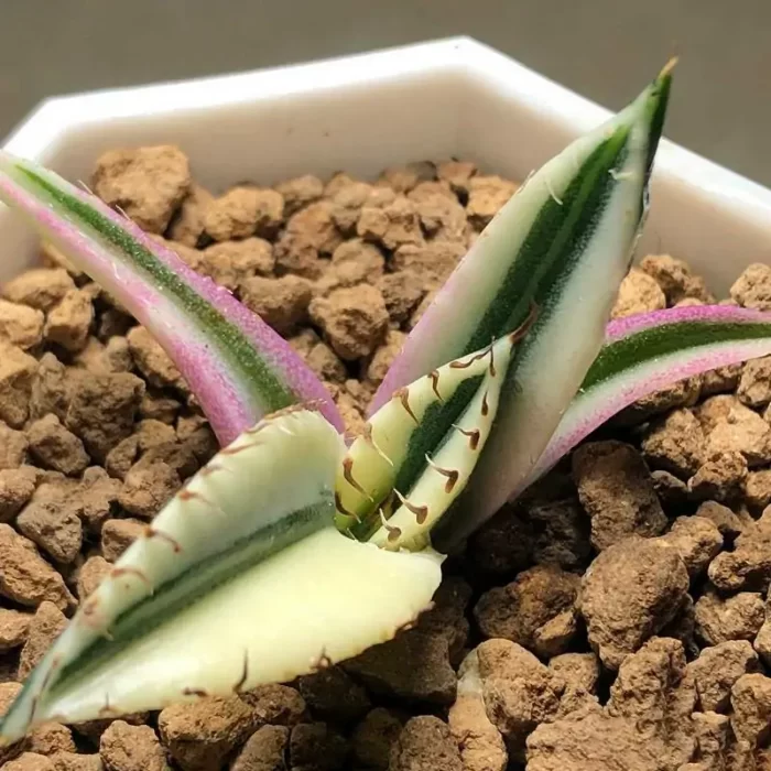 e201-144.webp Agave bucktooth variegate - Image 1