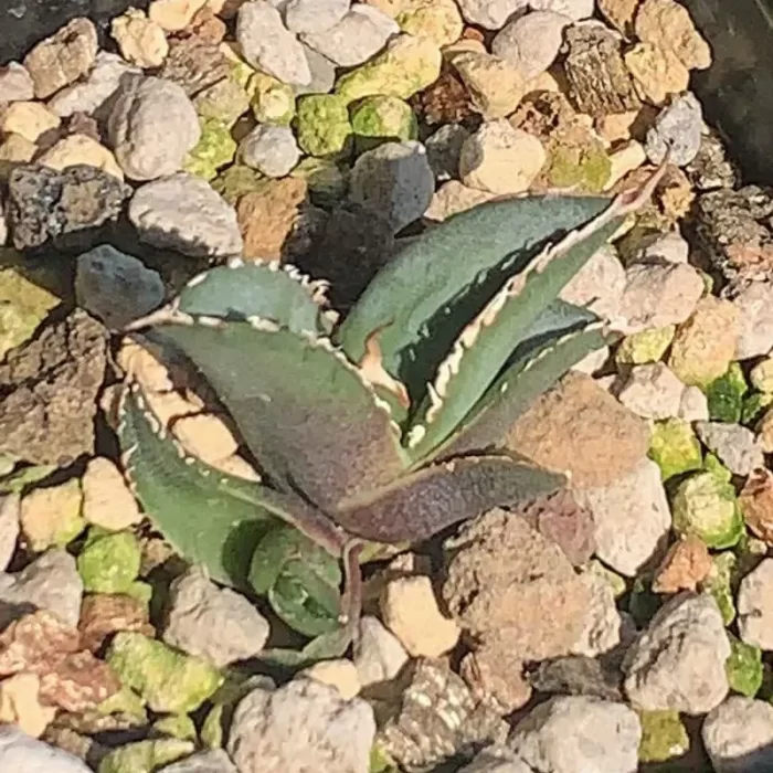 e201-145.webp Agave Tiger shark - Image 1