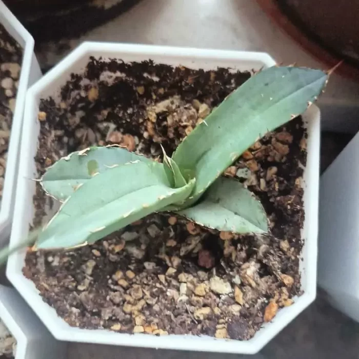 Agave White ice(small) - Image 1