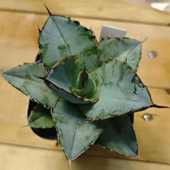 e201-147.webp Agave White ice - Image 1