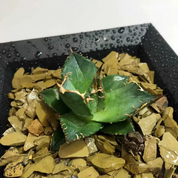 e201-148.webp Agave Cat's paw - Image 1