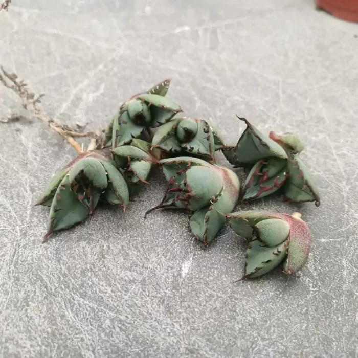 Agave blackfish - Image 1