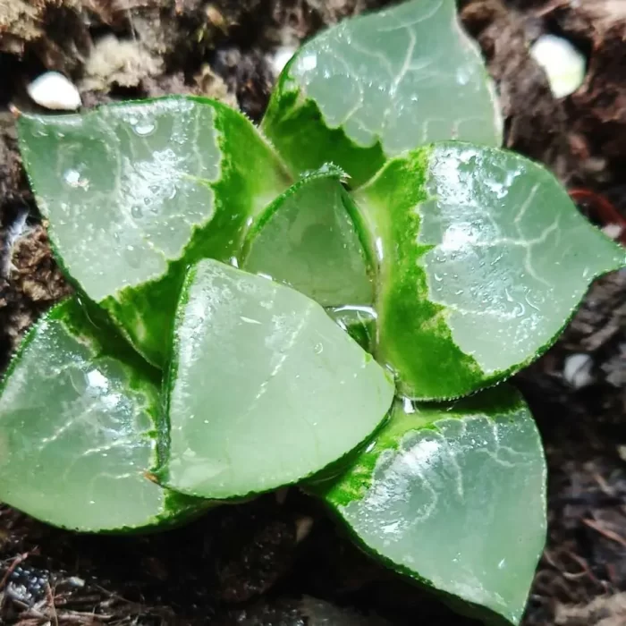 e201-15.webp Haworthia Magnifica Longxi - Image 1