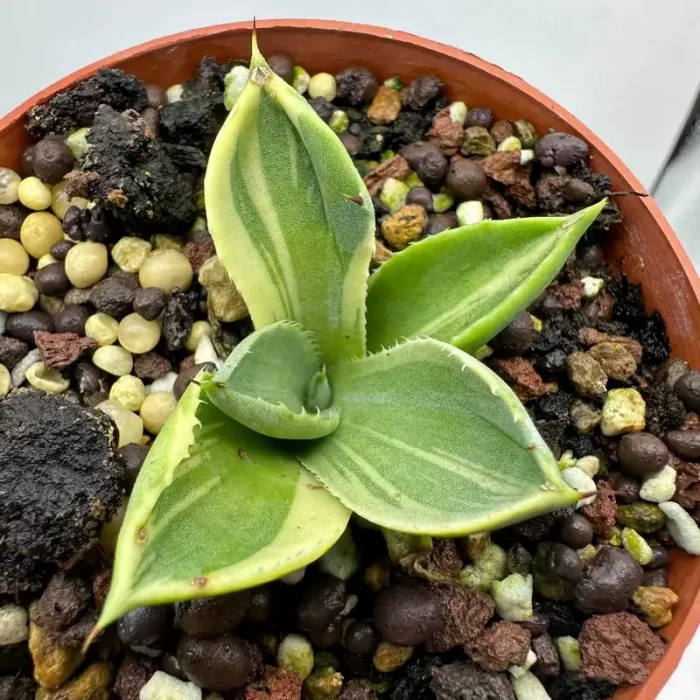 e201-151.webp Fox Baby Face - Image 1