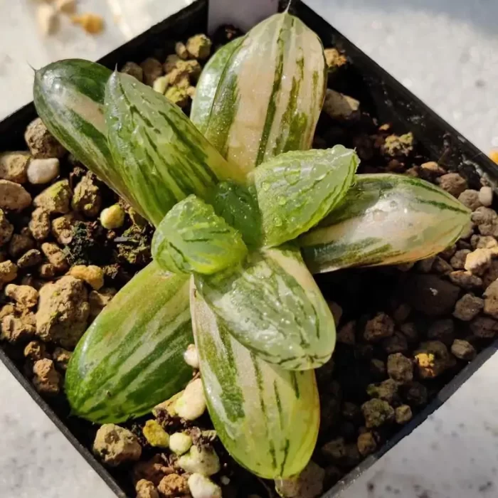 e201-154.webp Haworthia Red Flame variegated - Image 1