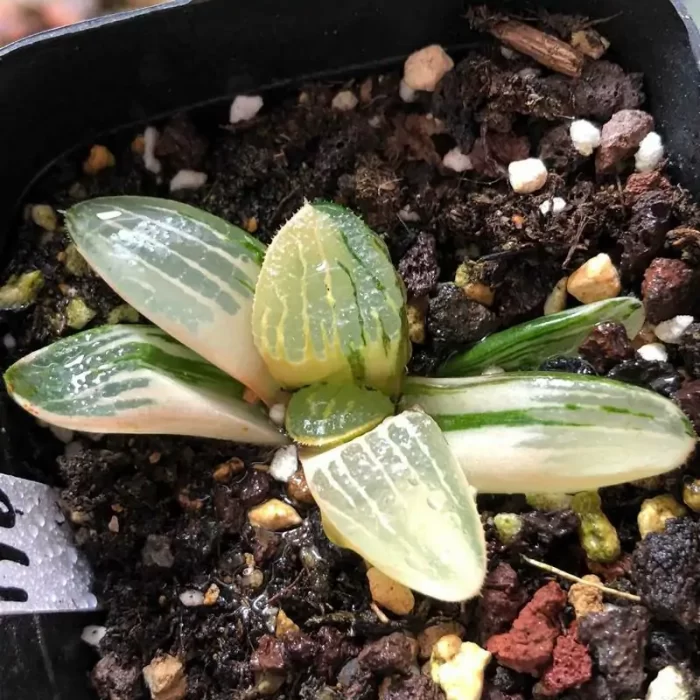 e201-155.webp Haworthia ShiPu variegated - Image 1