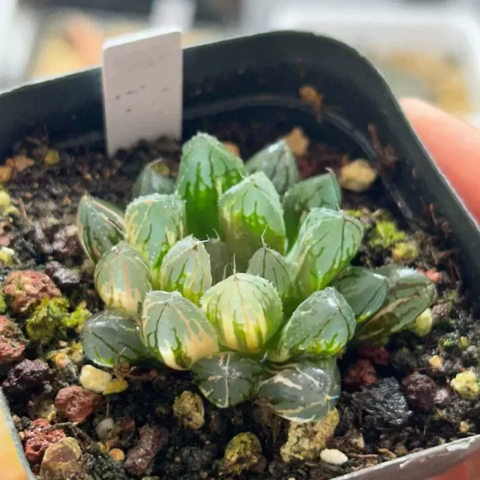 e201-156.webp Haworthia cooperi variegata - Image 1